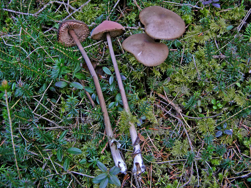 Qualcosa si muove...